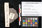 Foto (Detailansicht) von Aralia tasmani Ettingshausen (NHMW-GEO-2024-0188-10159)